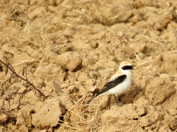 Black-eared Wheatear